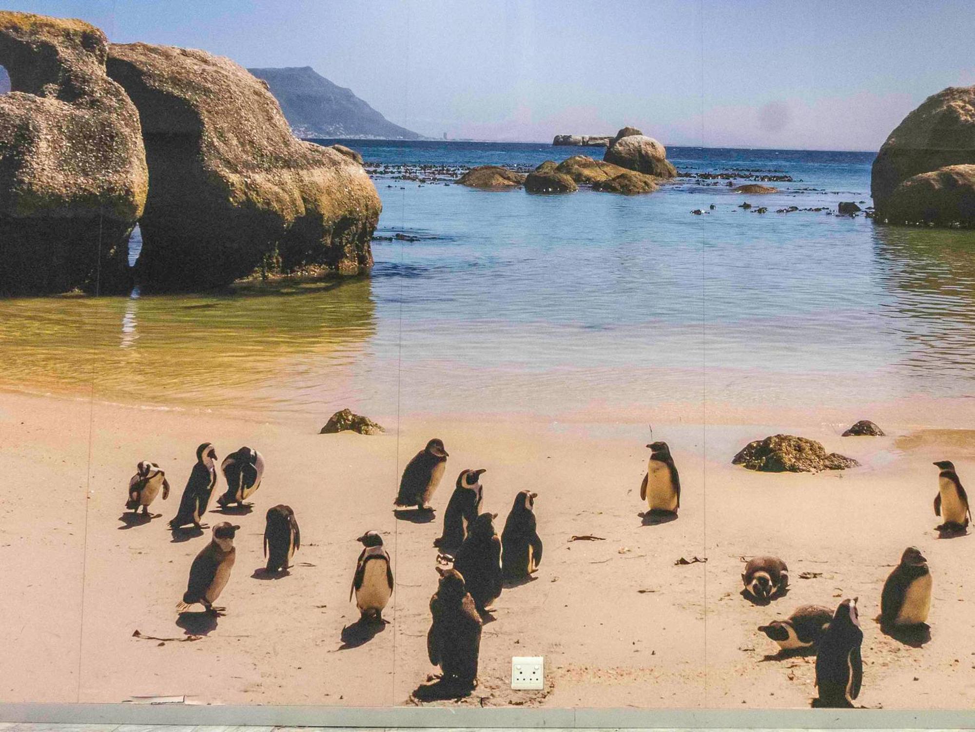 Flamingo Sea Point: Luxury Sea View Apartment Cape Town Exterior photo